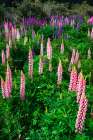 Lupine near Lindis Valley, Otago, South Island, New Zealand Art Print